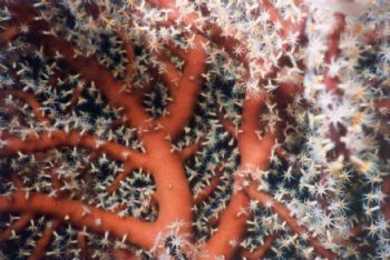 Macro sur un corail brun en floraison / Maldives by Philippe Brunner 